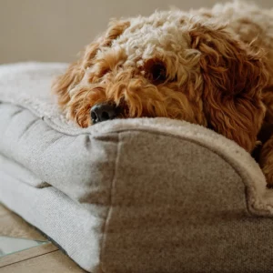 Ein flauschiger, lockiger Hund mit hellbraunem Fell entspannt sich bequem auf dem Nobby Pet CALBU Orthopädisches Sofa eckig (100 x 65 cm), stützt sein Kinn auf die Kante und schaut zufrieden.